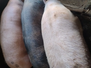 Porci de vînzare . - imagine 2