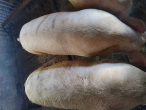 Porci de vînzare . - imagine 3