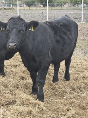 Carne proaspătă de vițel. Crescuta liber, 100% natural, 0% chimicale - imagine 3