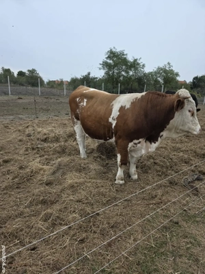 Carne proaspătă de vițel. Crescuta liber, 100% natural, 0% chimicale - imagine 2