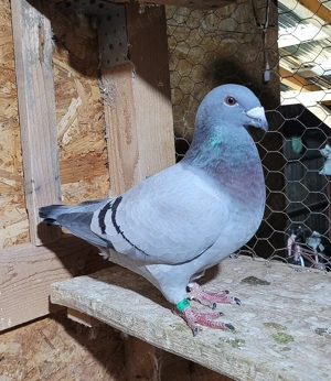 Voiajori standard  - imagine 2