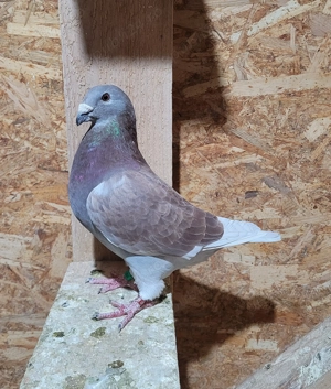 Voiajori standard  - imagine 4