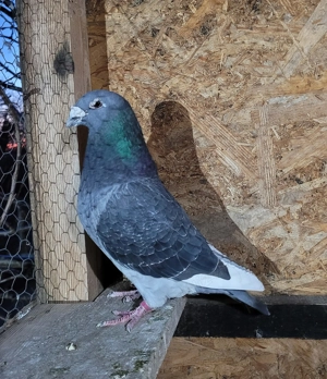 Voiajori standard  - imagine 5