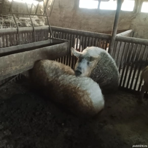 vand porc mangalița 