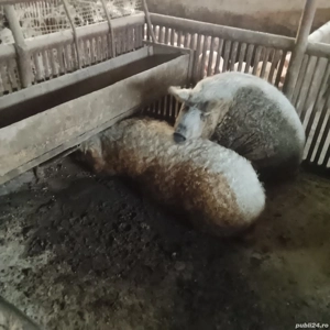 vand porc mangalița  - imagine 3 vand porc mangalița  - imagine 3