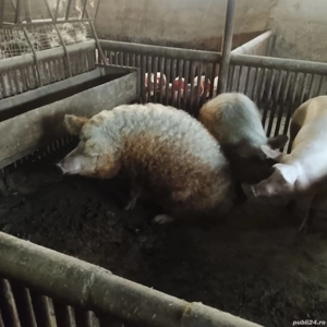 vand porc mangalița  - imagine 2 vand porc mangalița  - imagine 2