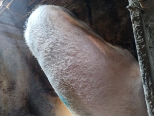 Scroafa de vînzare .