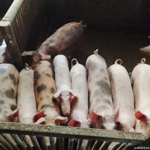 de vanzare grasuni  - imagine 2 de vanzare grasuni  - imagine 2