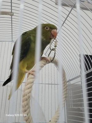 Vând Papagal vorbitor Micul Alexandru  - imagine 2 Vând Papagal vorbitor Micul Alexandru  - imagine 2