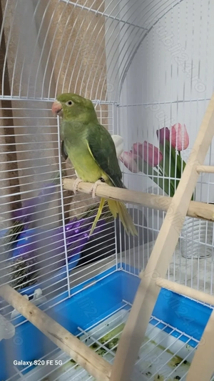Vând Papagal vorbitor Micul Alexandru  - imagine 3 Vând Papagal vorbitor Micul Alexandru  - imagine 3