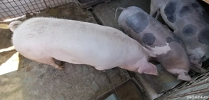 Porci de vînzare  - imagine 2