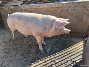 Porc 180 Kg - imagine 2