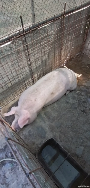 Porci de vînzare  - imagine 5