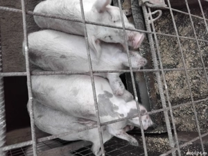 vand porcii - imagine 2