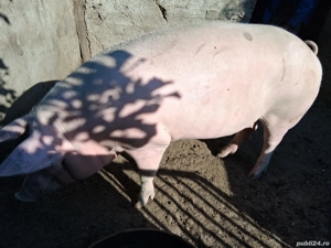 Porc 180 Kg - imagine 3