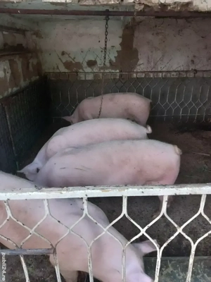 Porci de vânzare  - imagine 2