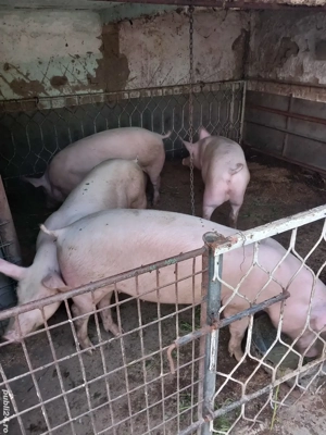 Porci de vânzare  - imagine 2 Porci de vânzare  - imagine 2