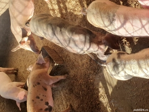 porci soldani purcei - imagine 4