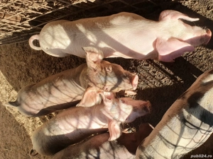 porci soldani purcei - imagine 3