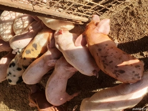 porci soldani purcei - imagine 5