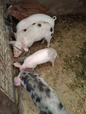 De vanzare purcei  - imagine 2