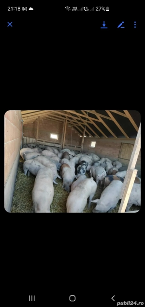 porci soldani purcei - imagine 2