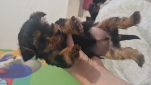 Pui Yorkshire terrier 