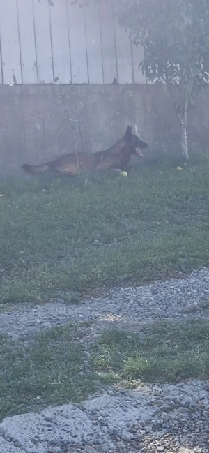 catei belgian melinois  - imagine 4 catei belgian melinois  - imagine 4