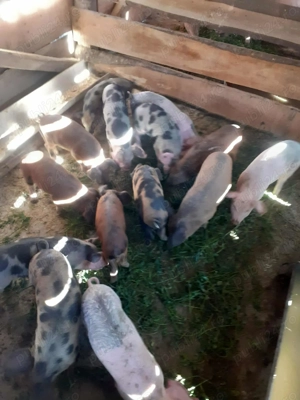 Caută alta casa - imagine 2 Caută alta casa - imagine 2