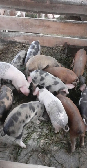 Caută alta casa - imagine 3 Caută alta casa - imagine 3