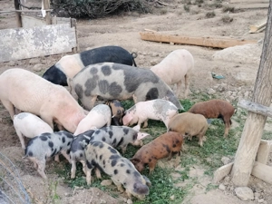 Caută alta casa - imagine 4 Caută alta casa - imagine 4