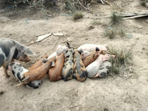 Caută alta casa - imagine 5 Caută alta casa - imagine 5