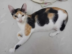 Donez pisicuta in varsta de 1 an Dambovita - imagine 2