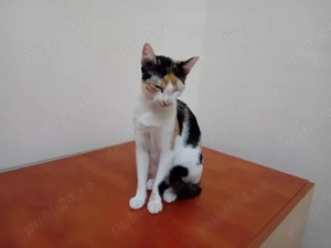 Donez pisicuta in varsta de 1 an Dambovita - imagine 4