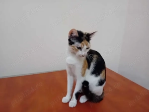 Donez pisicuta in varsta de 1 an Dambovita - imagine 3