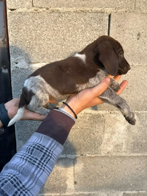 Catei Brac German par scurt - imagine 2