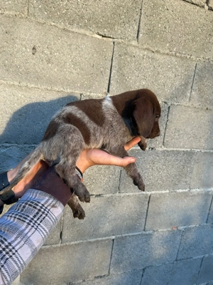 Catei Brac German par scurt - imagine 5