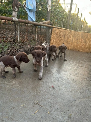 Catei Brac German par scurt - imagine 3