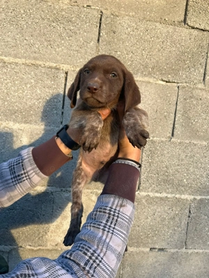 Catei Brac German par scurt - imagine 4