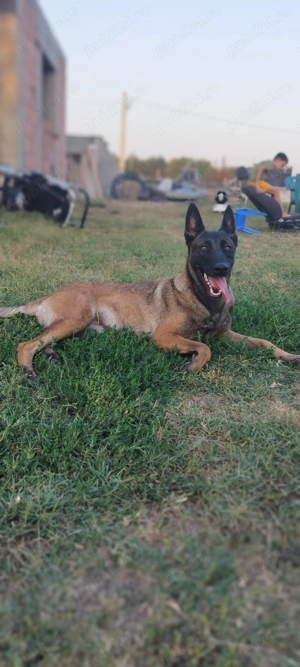 Ciobanesc belgian maninois