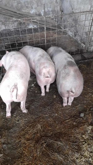 Vând porci de carne! - imagine 3 Vând porci de carne! - imagine 3