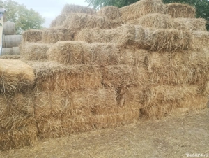 vand 3 categorii de baloti de paie de grâu 