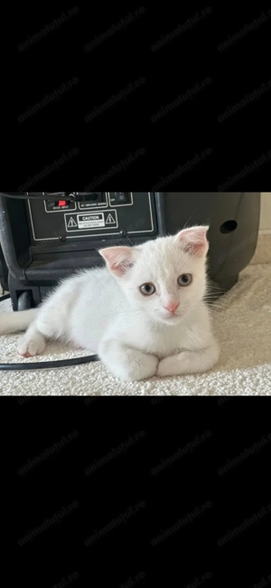 Puiuți Scottish Fold - imagine 4