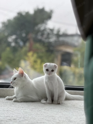 Puiuți Scottish Fold - imagine 3