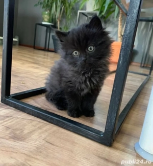 siberiana de padure - imagine 2