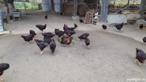 De vânzare găini Rhode Island 