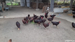 De vânzare găini Rhode Island  - imagine 3