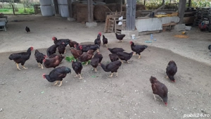 De vânzare găini Rhode Island  - imagine 4