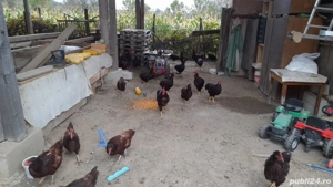 De vânzare găini Rhode Island  - imagine 2