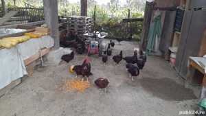 De vânzare găini Rhode Island  - imagine 5